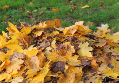Herbst Laub