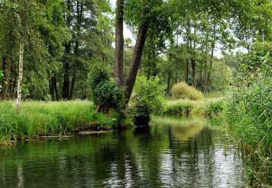 Wasser im Spreewald