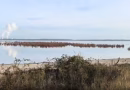 Tote Bäume im Cottbuser Ostsee