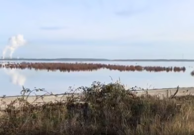 Tote Bäume im Cottbuser Ostsee